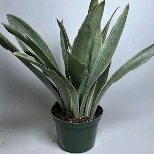 How to Care for Sansevieria Sayuri