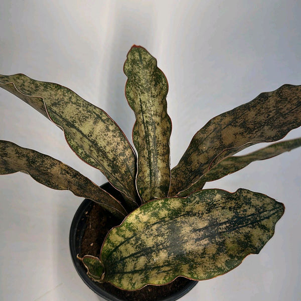 How to Care for Sansevieria Kirkii Coppertone