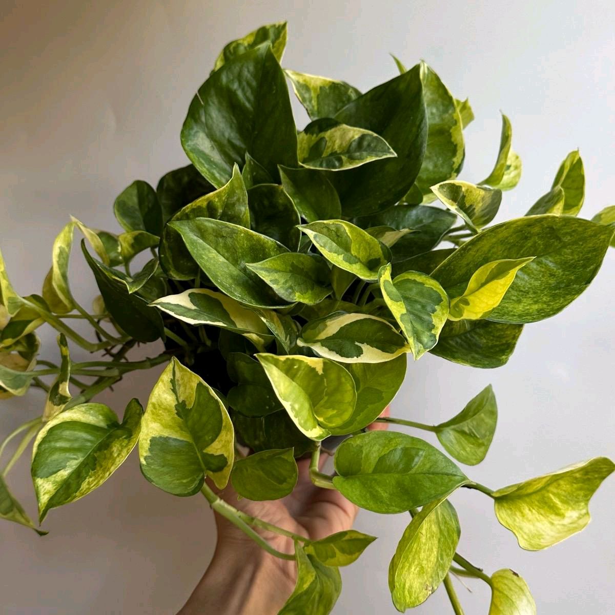 Best HD Pictures about  Lemon Meringue Pothos Plant  with No AI Images
