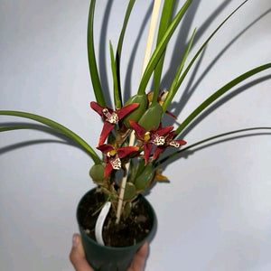 How to Care for Coconut Orchid Maxillaria