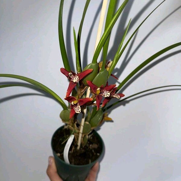 How to Care for Coconut Orchid Maxillaria