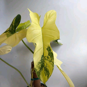 How to Care for Variegated Philodendron Bipennifolium