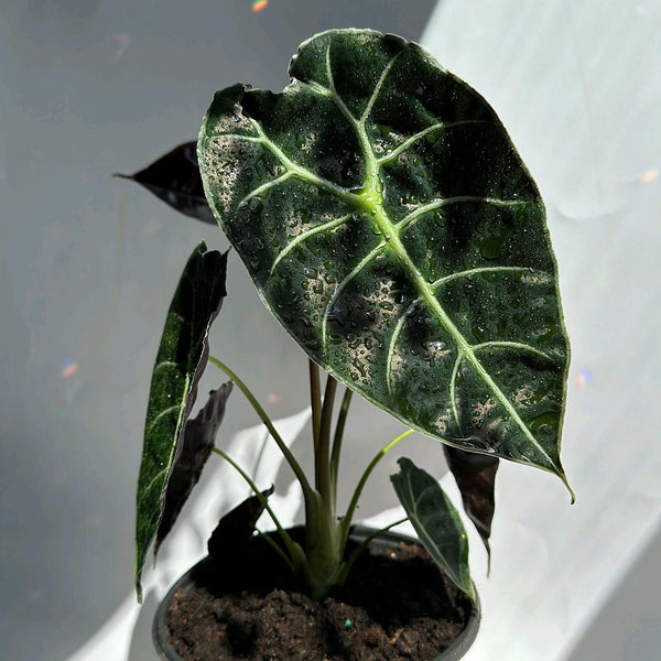 How to Care for Alocasia Watsoniana Lightning