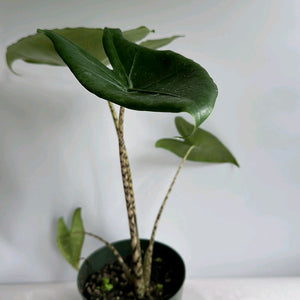 How to Care for Alocasia Zebrina Reticulata