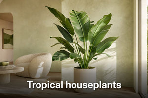 Single large Bird of Paradise in a ribbed ivory pot brightening a living room with Tropical houseplants