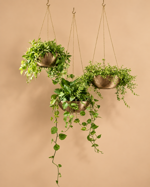 Hanging Planters