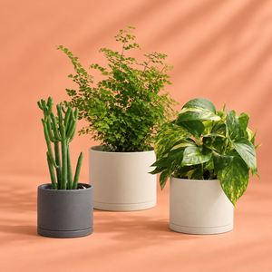 Plant Accessories