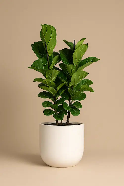 little tree plant indoor Runo Plants | Indoor Plants