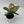 Aglaonema ‘Pink Tricolor’ 4” Pot – Rare Collector’s Tropical Houseplant live plant