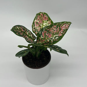 Aglaonema ‘Pink Tricolor’ 4” Pot – Rare Collector’s Tropical Houseplant live plant