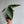 Alocasia Platinum