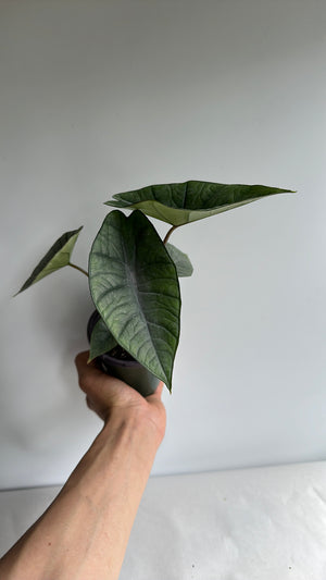 Alocasia Platinum