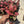 Syngonium Orm Nak Red