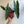 Philodendron Billitie