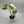 Monstera deliciosa ‘Albo Borsigiana’ 4” Pot – Rare Variegated Monstera live plant