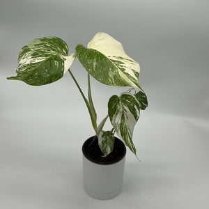 Monstera deliciosa ‘Albo Borsigiana’ 4” Pot – Rare Variegated Monstera live plant