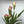 Pink Siam Tulip