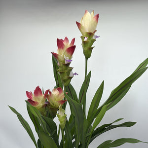 Pink Siam Tulip