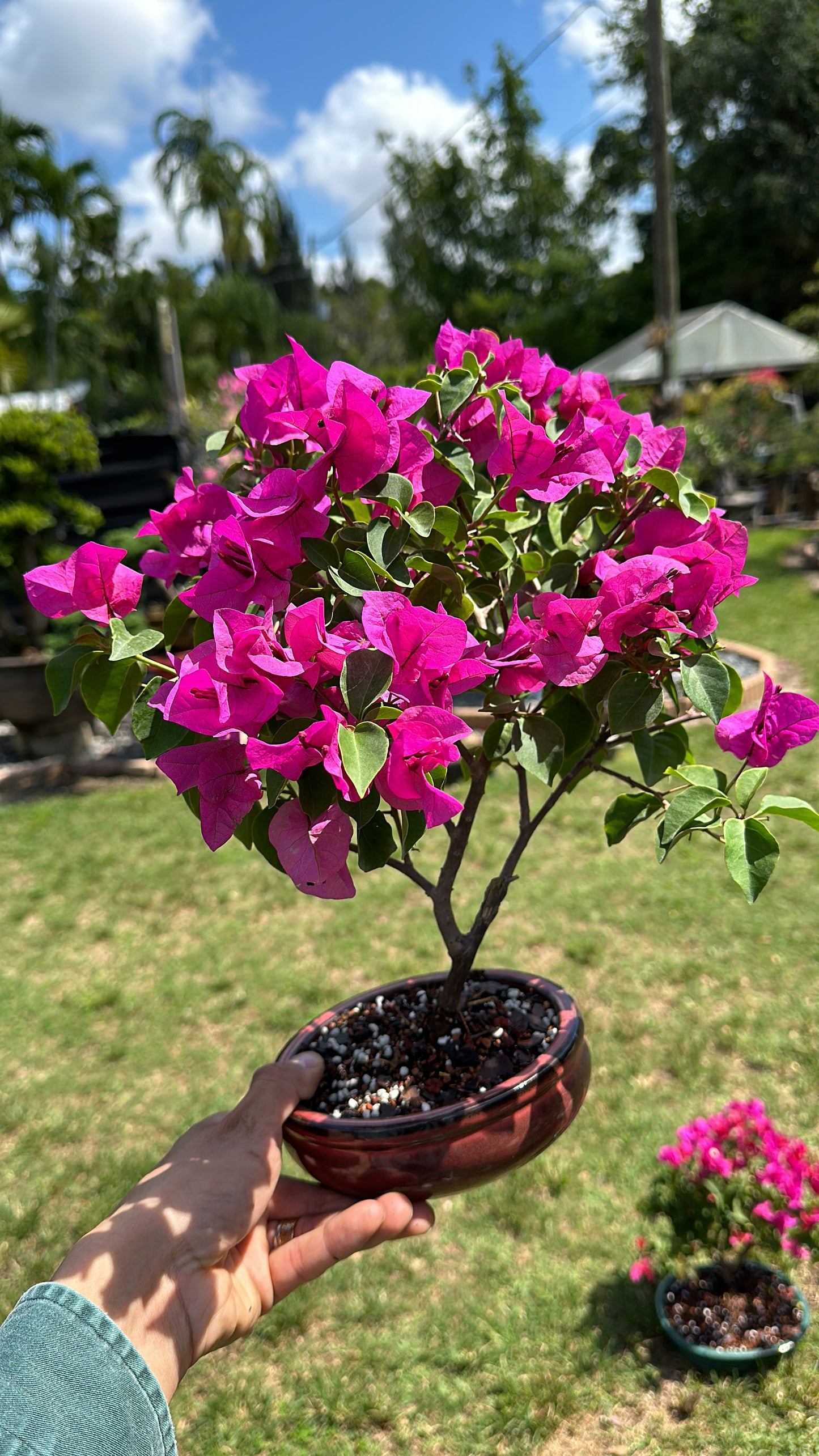 Invoice Myra bougainvillea brown pot