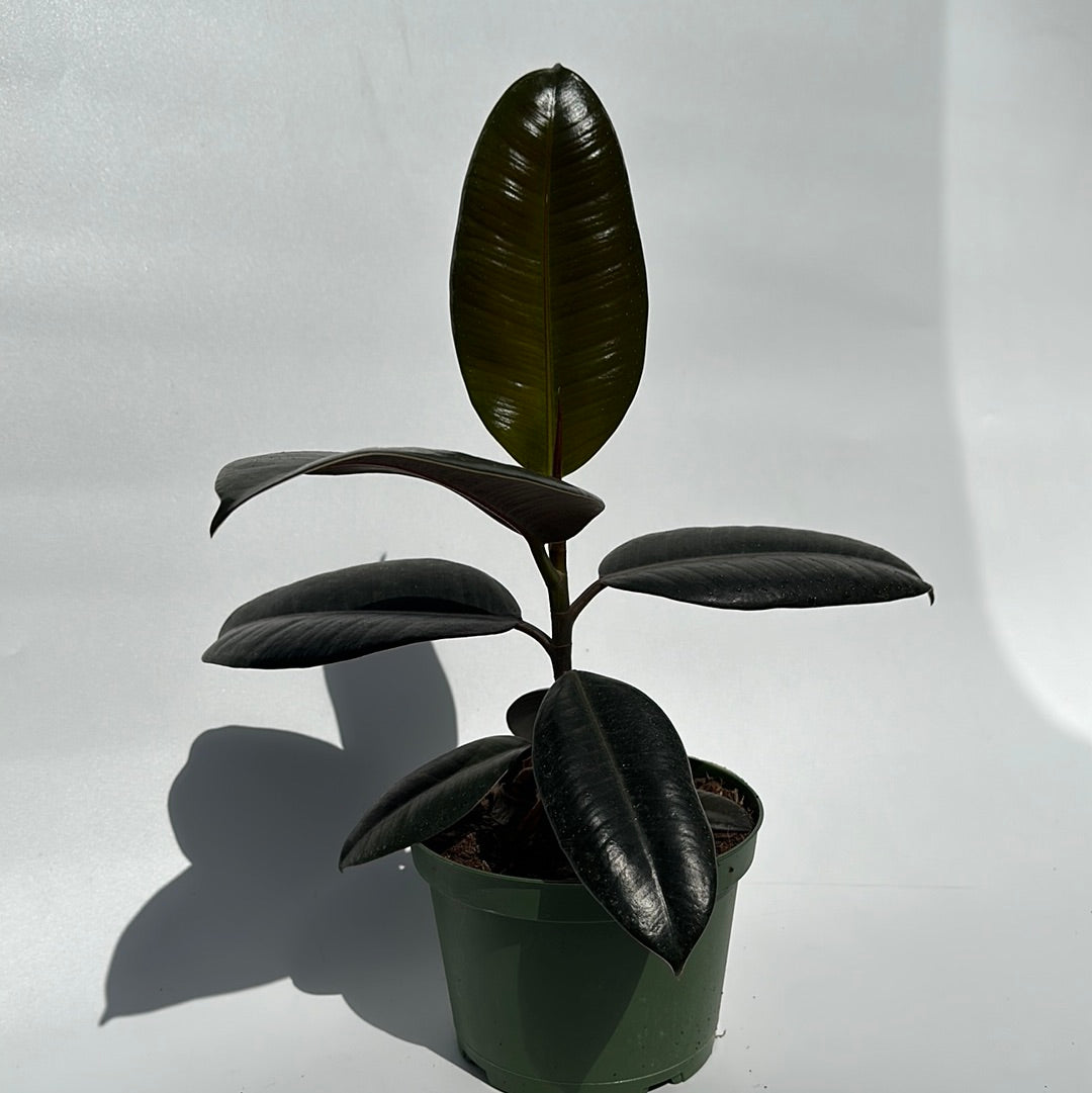 Ficus Rubber tree 6"