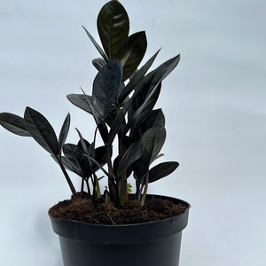 Zamioculcas 'ZZ Black Raven'