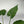 Alocasia cucullata 4” Pot – Tropical Elephant Ear Houseplant live plant
