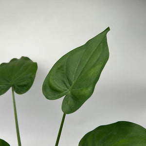 Alocasia cucullata 4” Pot – Tropical Elephant Ear Houseplant live plant