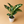 Large Dieffenbachia ‘Puerto Rico’
