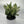XL Aglaonema ‘Thai Snowflakes’ 8” Pot – Large Rare Variegated Chinese Evergreen live plant
