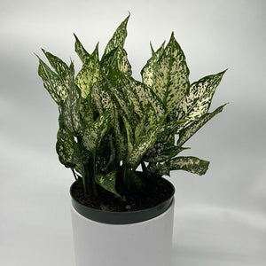 XL Aglaonema ‘Thai Snowflakes’ 8” Pot – Large Rare Variegated Chinese Evergreen live plant