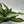 Dieffenbachia ‘Panther’ 6” Pot live plant