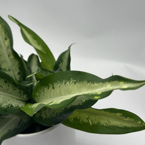Dieffenbachia ‘Panther’ 6” Pot live plant