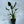 Alocasia Tiny Dancers