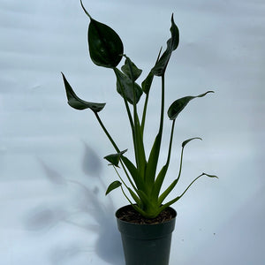 Alocasia Tiny Dancers