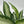 Dieffenbachia ‘Panther’ 6” Pot live plant