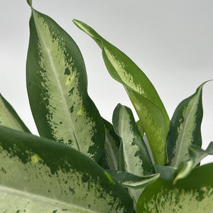 Dieffenbachia ‘Panther’ 6” Pot live plant