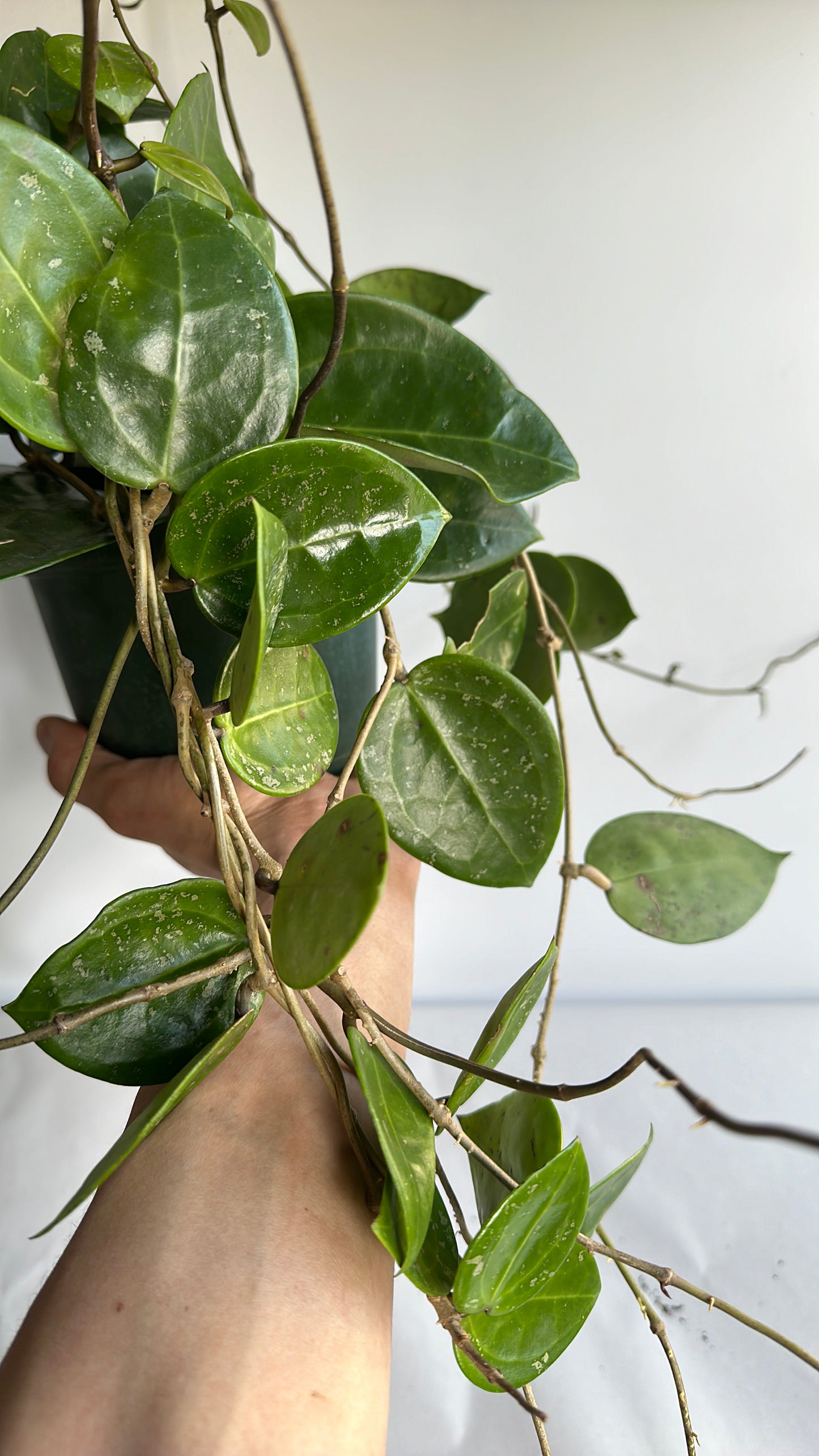 Hoya parasitica "Splash" 6" pet friendly plant | house plant | indoor plant