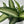 Dieffenbachia ‘Panther’ 6” Pot live plant