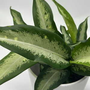 Dieffenbachia ‘Panther’ 6” Pot live plant