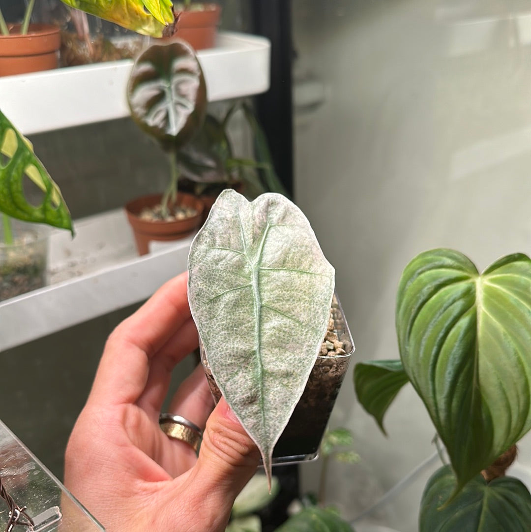 Variegated Alocasia amazonica pink mint VAA2 – RUNOPLANTS