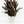 Calathea 'Exotica'