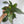 Platycerium Bifurcatum (Staghorn Fern)