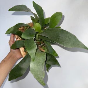 Platycerium Bifurcatum (Staghorn Fern)