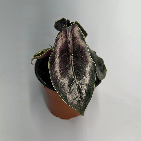 Alocasia Azlanii