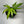 Anthurium Pedatoradiatum