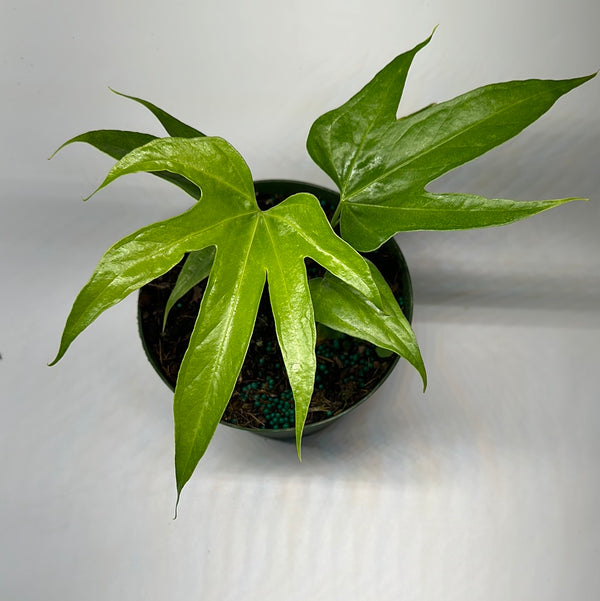 Anthurium Pedatoradiatum
