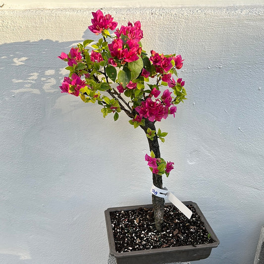 Bougainvillea bonsai #108