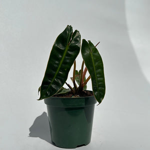 Philodendron Billietiae