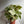 Syngonium Milk Confetti