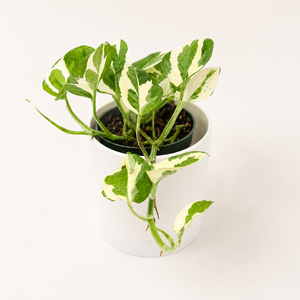 Pothos Pearls and Jade
